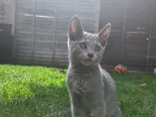 Russian Blue cats 💥PRICE REDUCED – Russian Blue, TICA - Advert 3
