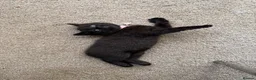 Domestic Shorthair cats for sale: 3 kittens for sale  in Corby - Advert 4