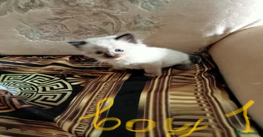Ragdoll cats - Advert 9