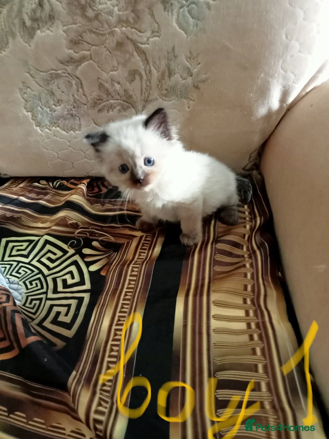 Ragdoll cats for sale: Ragdoll kittens  - Image 2