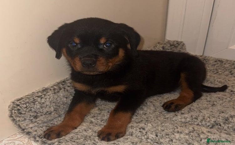 Rottweiler dogs KC Rottweiler Puppies last 2 girls READY NOW - Advert 1