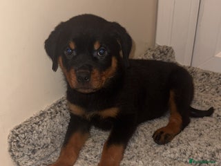 Rottweiler dogs KC Rottweiler Puppies last 2 girls READY NOW - Advert 4