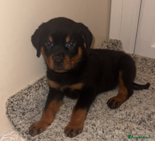 Rottweiler dogs KC Rottweiler Puppies last 2 girls READY NOW - Advert 4