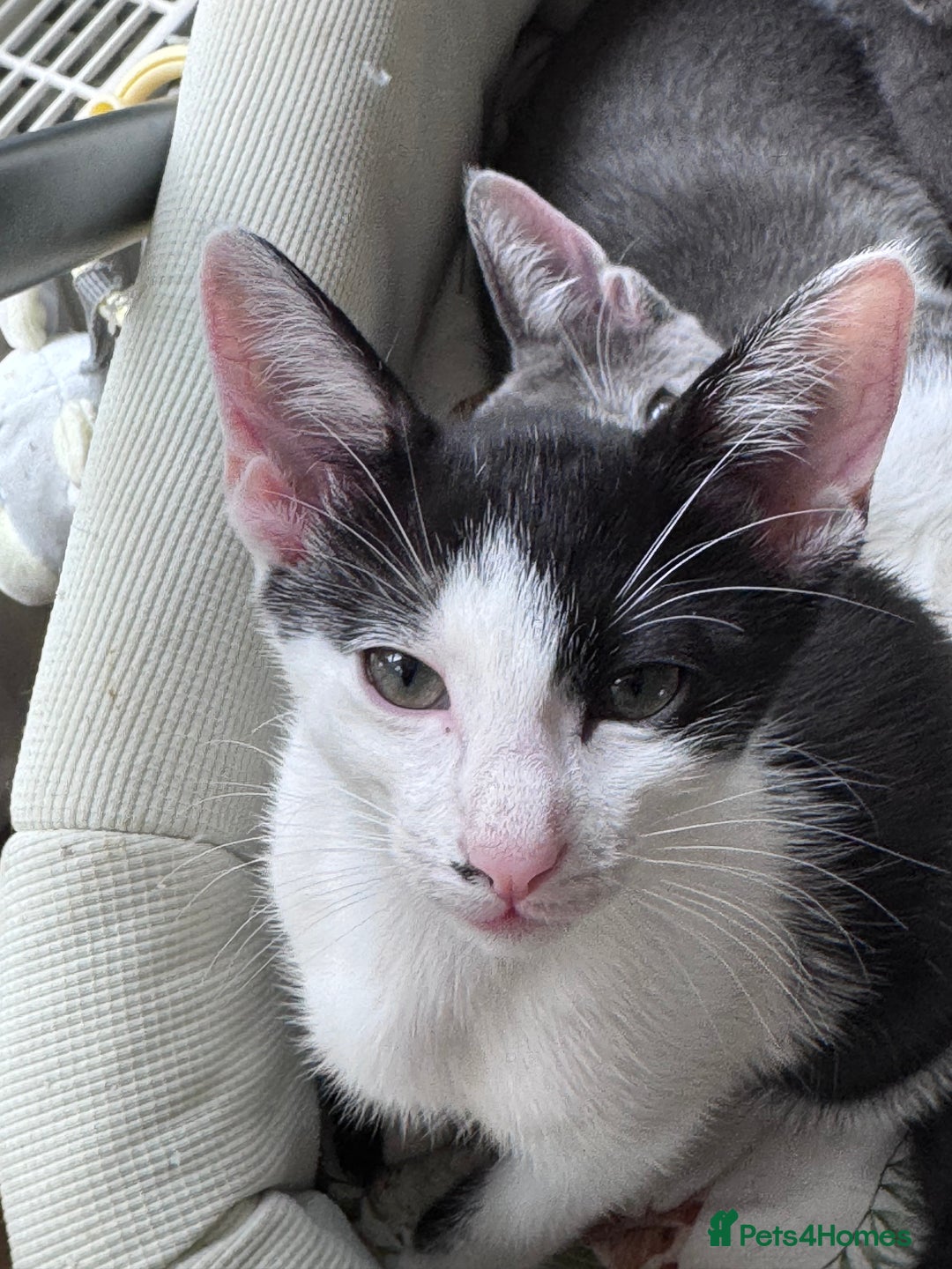 Mixed Breed cats for sale: Ready now! Oriental x British shorthair kittens - Image 40