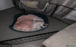 Dorset Olde Tyme Bulldogge dogs for sale: 12 week old olde Tyme bulldog female - Image 7