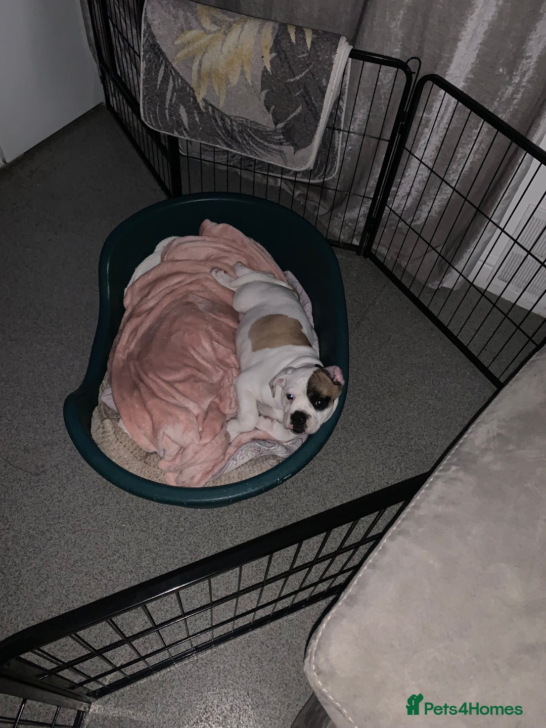Dorset Olde Tyme Bulldogge dogs for sale: 12 week old olde Tyme bulldog female - Image 7