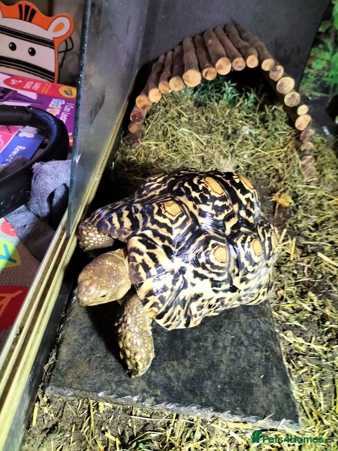 Tortoise reptiles for sale: Tortoise leopard  - Advert 3