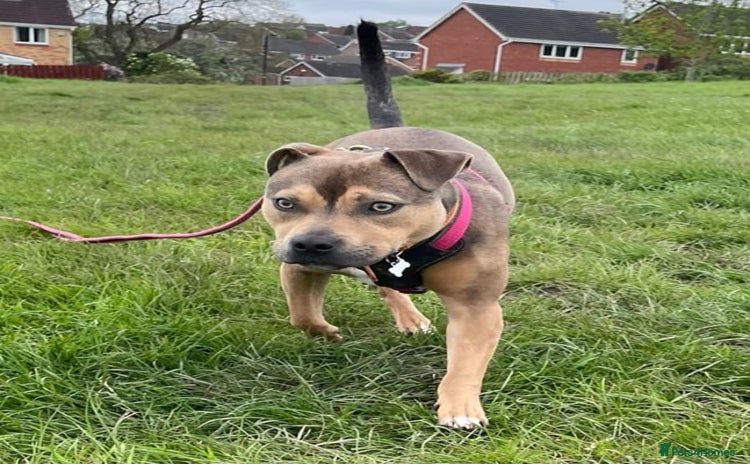 Mixed Breed dogs - Advert 7
