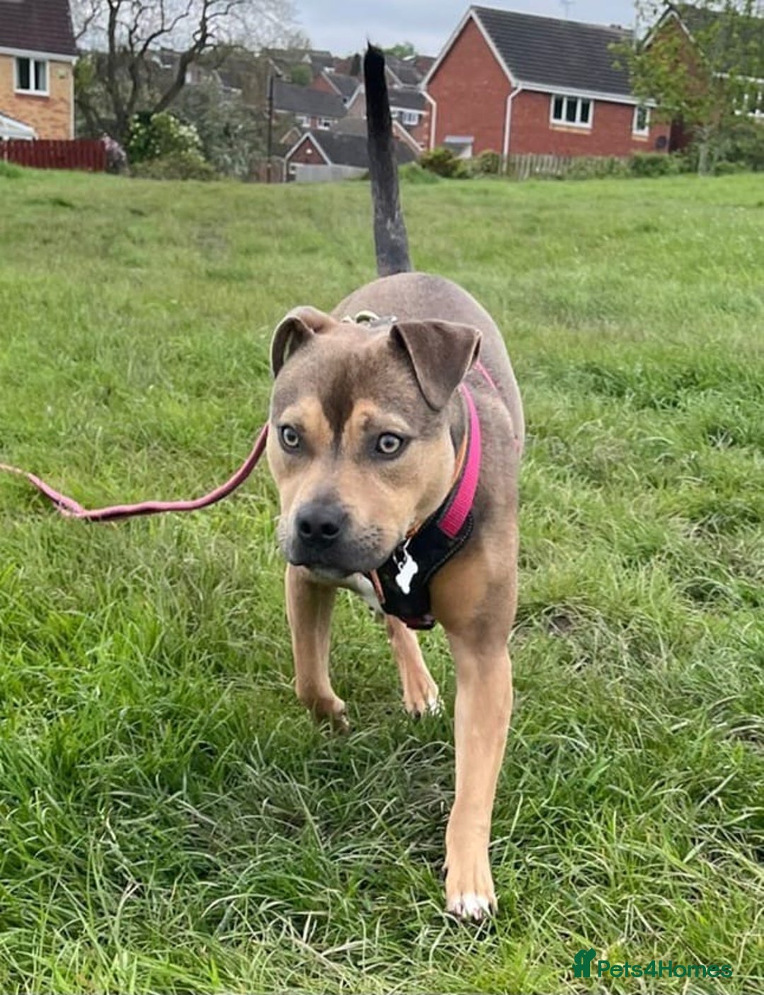 Mixed Breed dogs for sale: Staffy Cross In Need Of A Quieter Home 🐾💛 - Image 1
