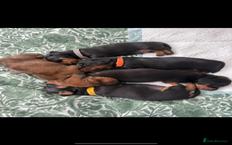 Miniature Dachshund dogs for sale: Mini dachshunds  - Image 4