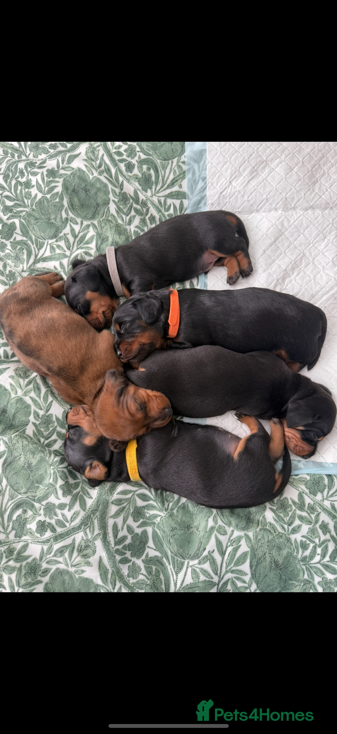 Miniature Dachshund dogs for sale: Mini dachshunds  - Image 4