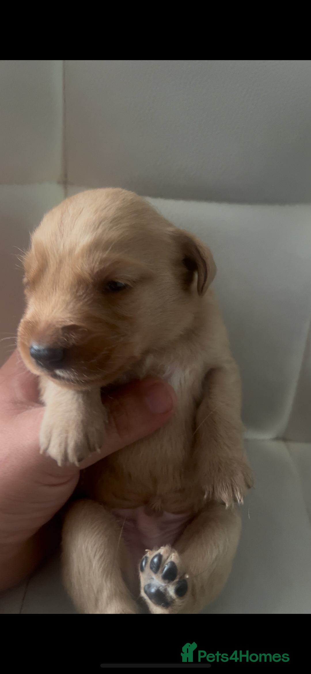 Labrador Retriever dogs for sale: Gorgeous Labrador puppies.  - Image 8