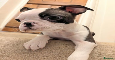 Boston Terrier dogs - Advert 6