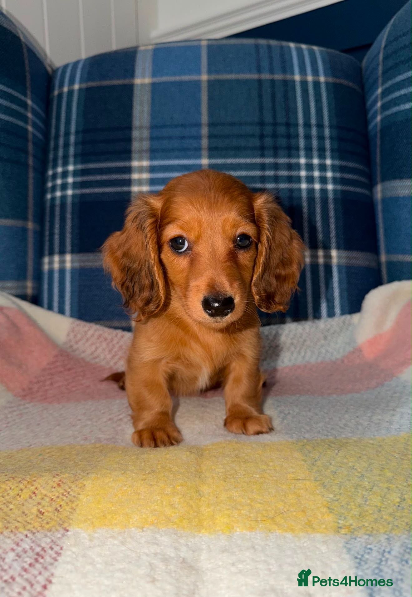 Miniature Dachshund dogs 🩷Stunning Long Haired Mini Dachshunds💙 - Advert 1