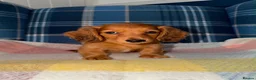Miniature Dachshund dogs for sale: 🩷Stunning Long Haired Mini Dachshunds💙 - Advert 1