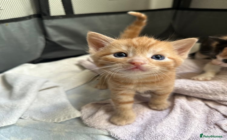 Mixed Breed cats - Advert 2