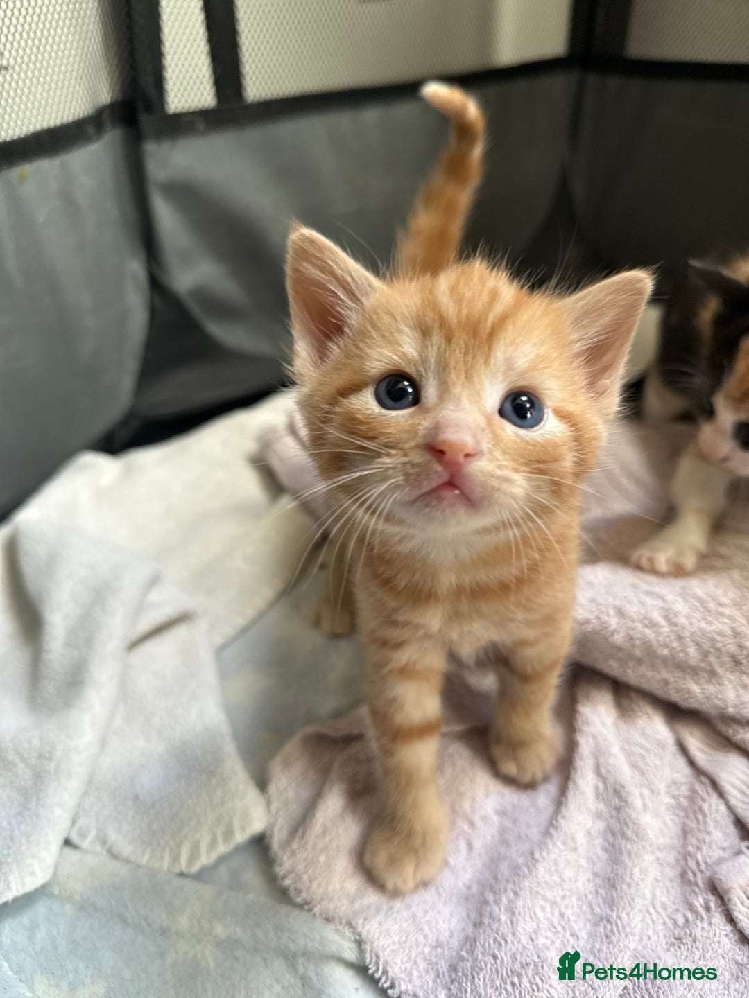 Mixed Breed cats for sale: Ginger stripped Male kitten  - Image 1