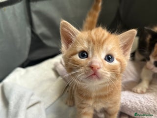 Mixed Breed cats for sale - Advert 1