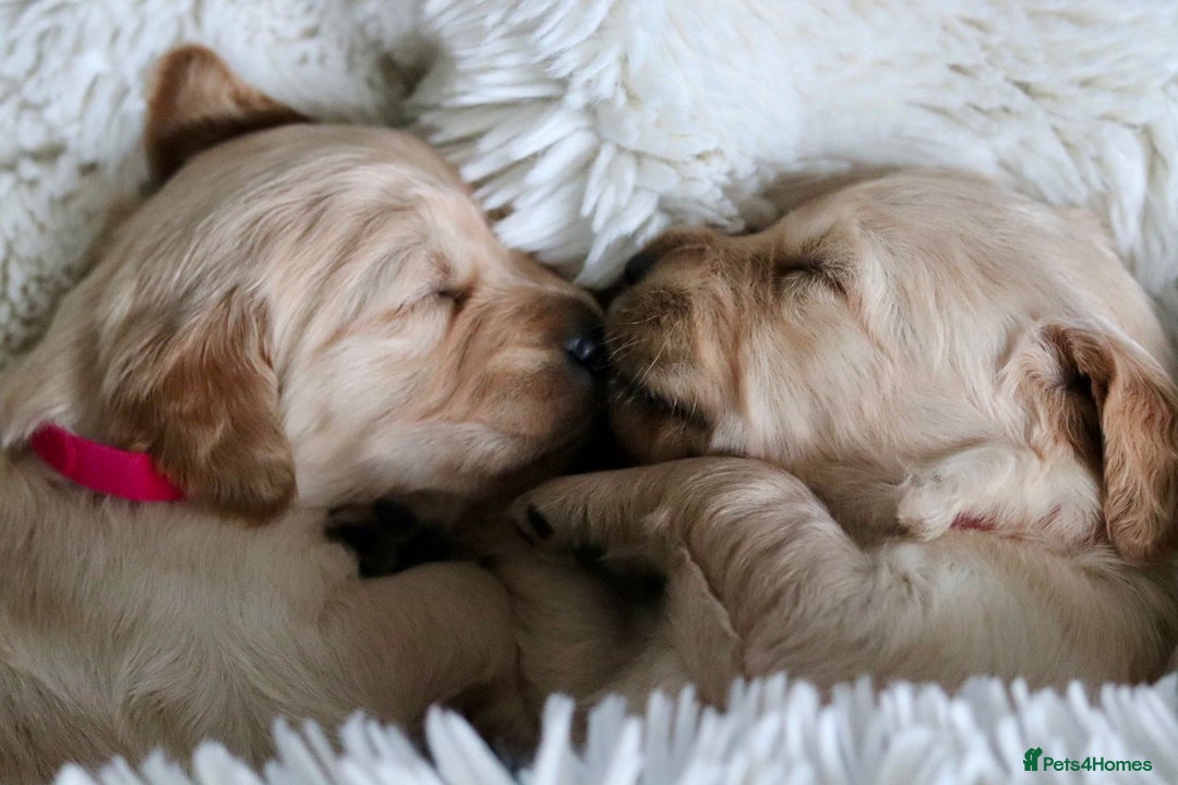 Golden Retriever dogs for sale: Beautiful KC Registered Golden Retriever puppies - Advert 4