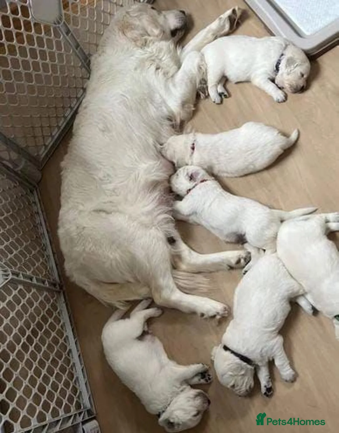 Golden Retriever dogs for sale: ADORABLE GOLDEN RETRIEVER PUPPIES  - Advert 2