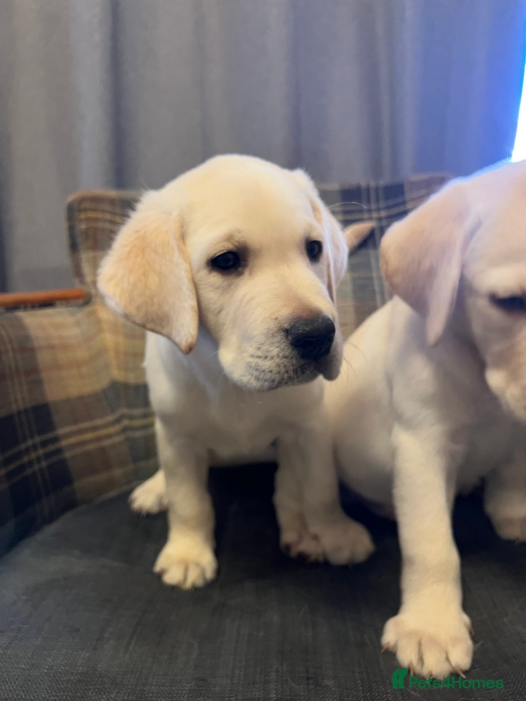 Labrador Retriever dogs for sale: Labrador Retriever puppies - Image 20