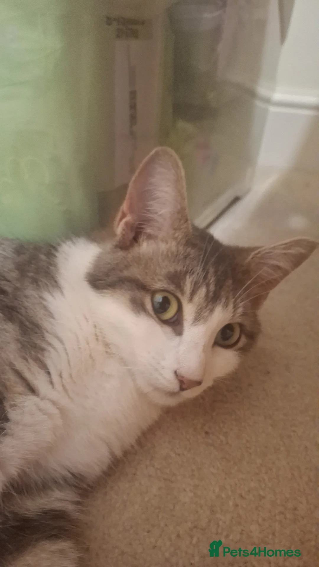 Mixed Breed cats for sale: Gorgeous kittens  in Woking - Advert 2