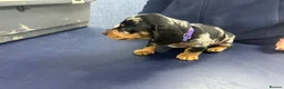 Miniature Dachshund dogs for sale: 1 left black and tan girl ready now - Advert 30