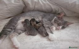 Bengal cats for sale: BENGAL Cross Kittens ♡ BLUE | READY NOW - Image 15