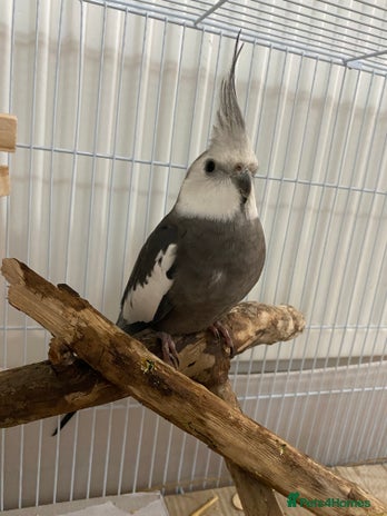 Cockatiels birds - Advert 11