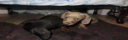 Dachshund dogs for sale: Dachshund puppies - Advert 8