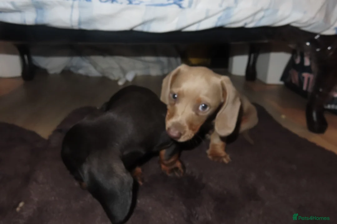Dachshund dogs for sale: Dachshund puppies - Advert 8