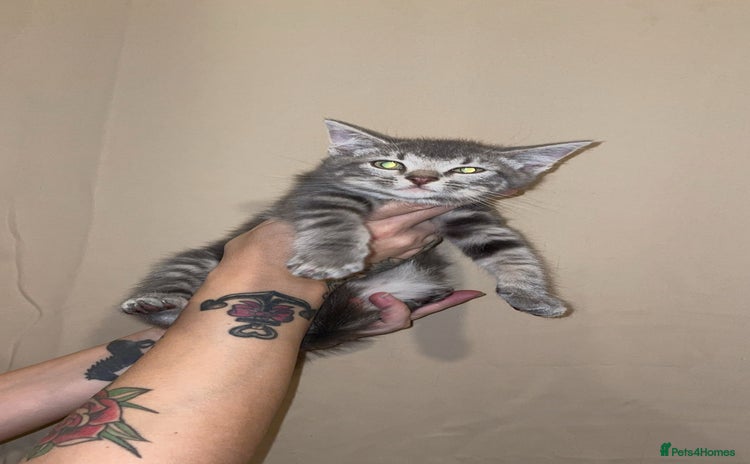 Mixed Breed cats - Advert 1