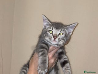 Mixed Breed cats - Advert 3