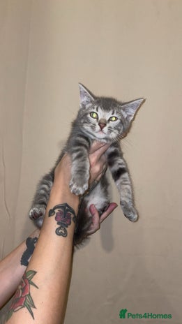 Mixed Breed cats - Advert 15