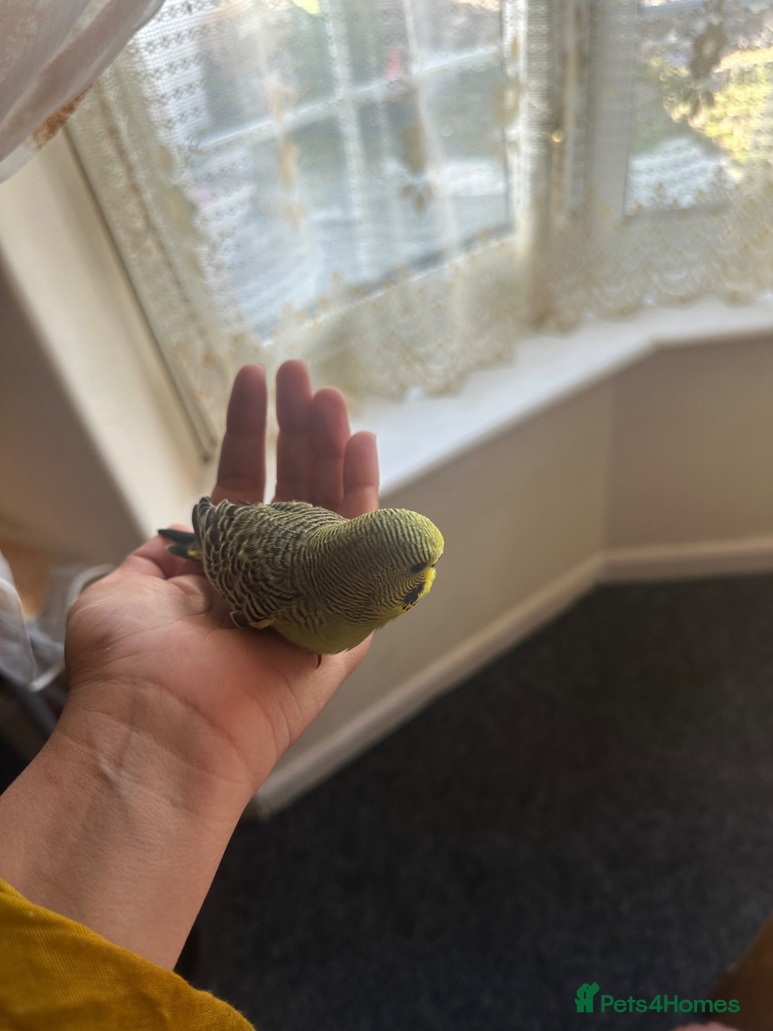 Budgerigars birds Lovely green split black face black wings budgie - Advert 2