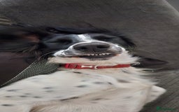 Mixed Breed dogs for sale: Dobby - Image 3
