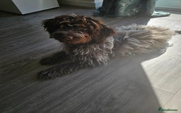 Cockapoo dogs for sale: Rare chocolate roan puppy - Image 2