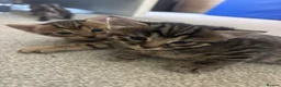 Mixed Breed cats for sale: Beautiful kittens - Advert 9