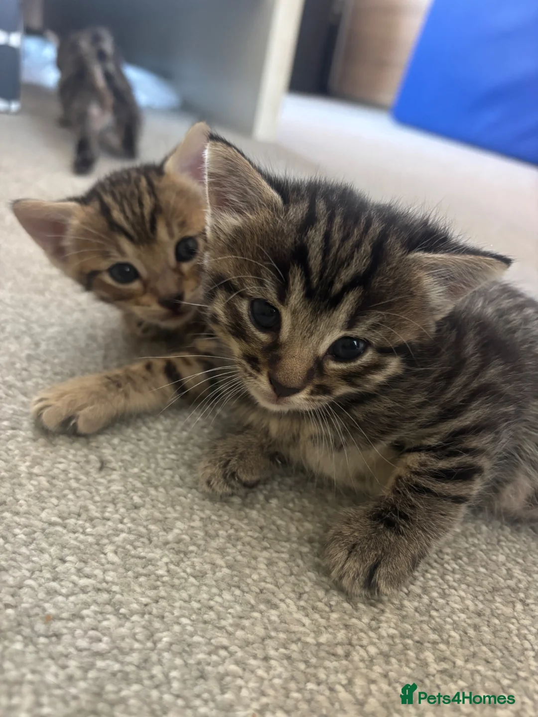 Mixed Breed cats for sale: Beautiful kittens - Advert 9