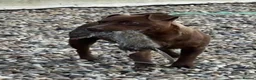 Patterdale Terrier dogs for sale: Patterdale terrier  - Advert 1