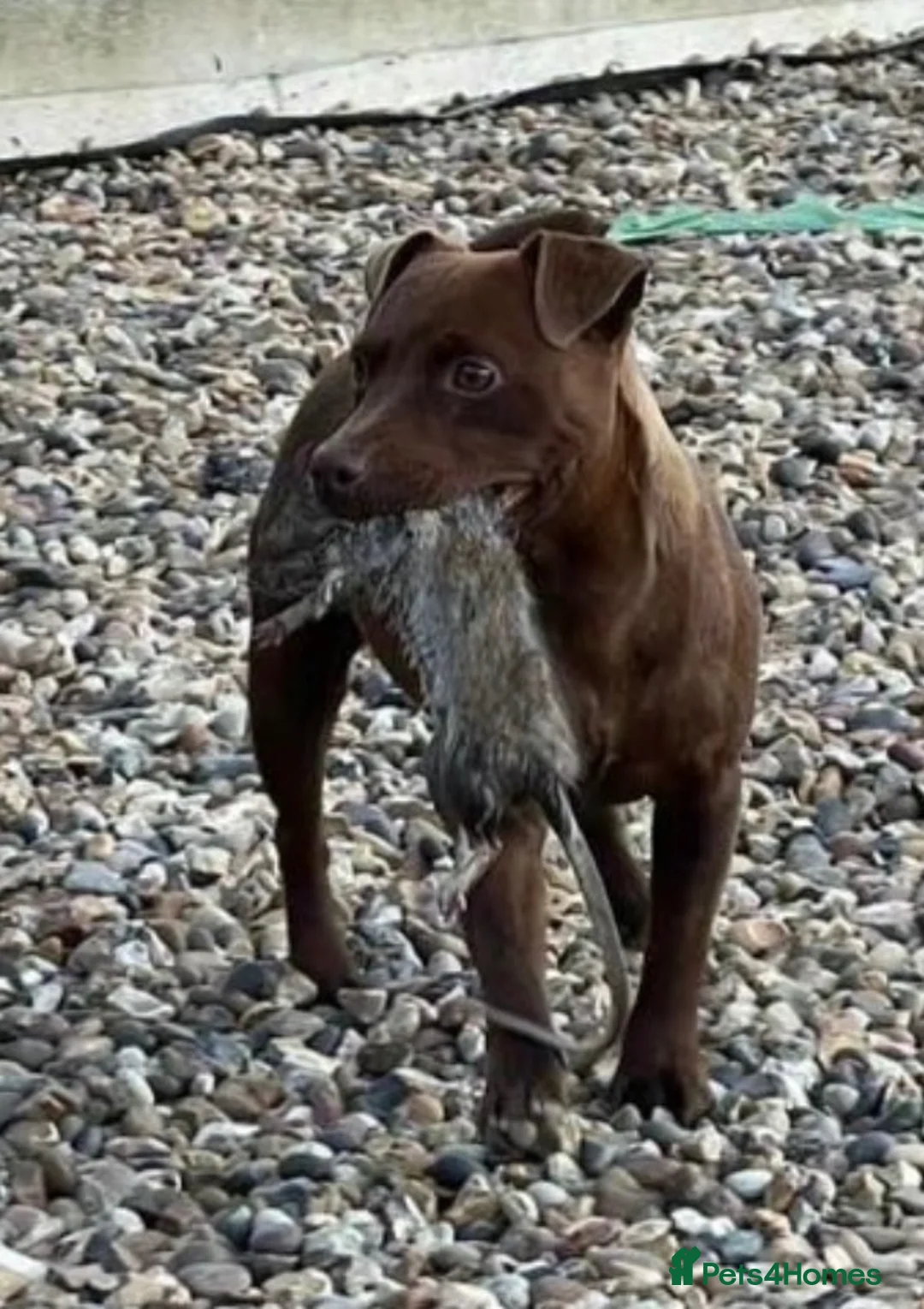 Patterdale Terrier dogs for sale: Patterdale terrier  - Advert 1