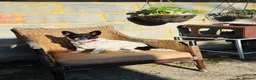 Jack Russell dogs for sale: 5 Gorgeous Puppies  in London - Advert 1