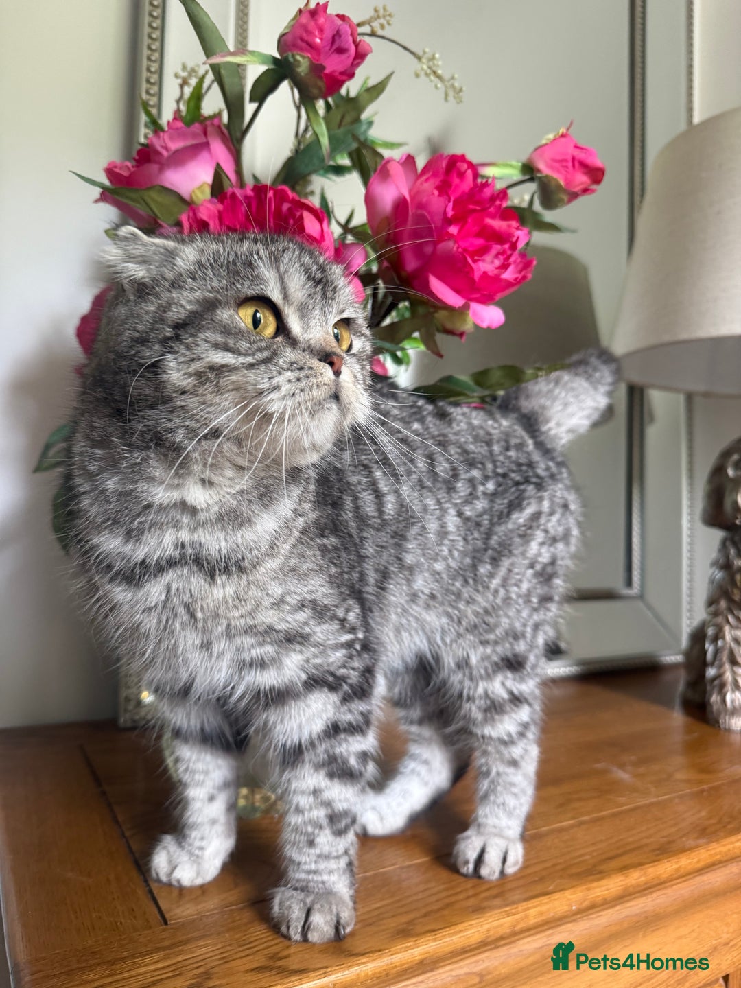 Scottish Fold cats for sale: Tabby Scottish fold - Image 2