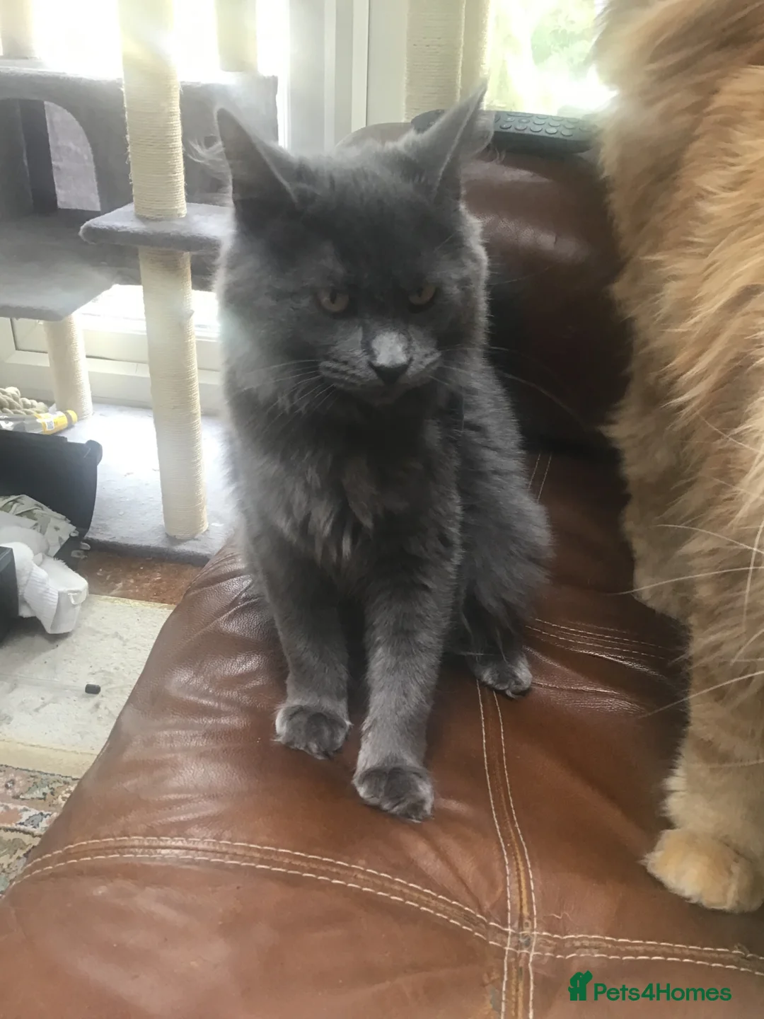 Maine Coon cats for sale: Beautiful TICA reg girl  - Advert 1