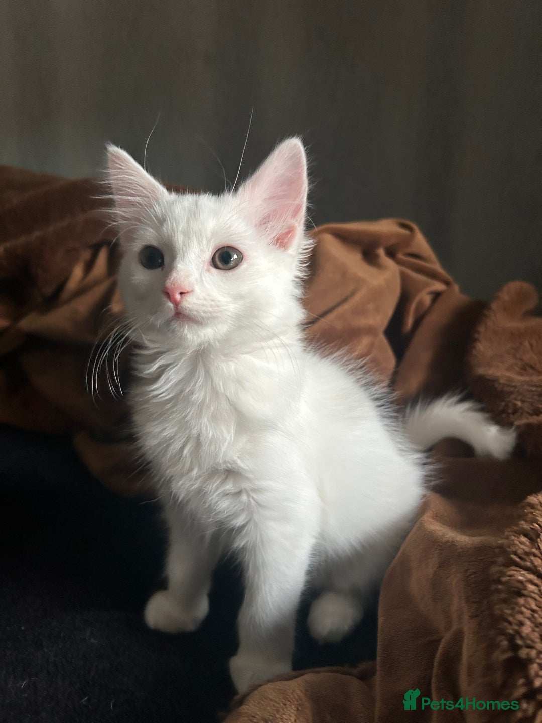 Ragdoll cats for sale: Ragdoll x Russian White Female!!! - Image 5