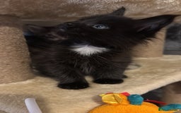 Maine Coon cats for sale: Purr Machines Ready Now - GCCF Reg Maine Coons - Image 28