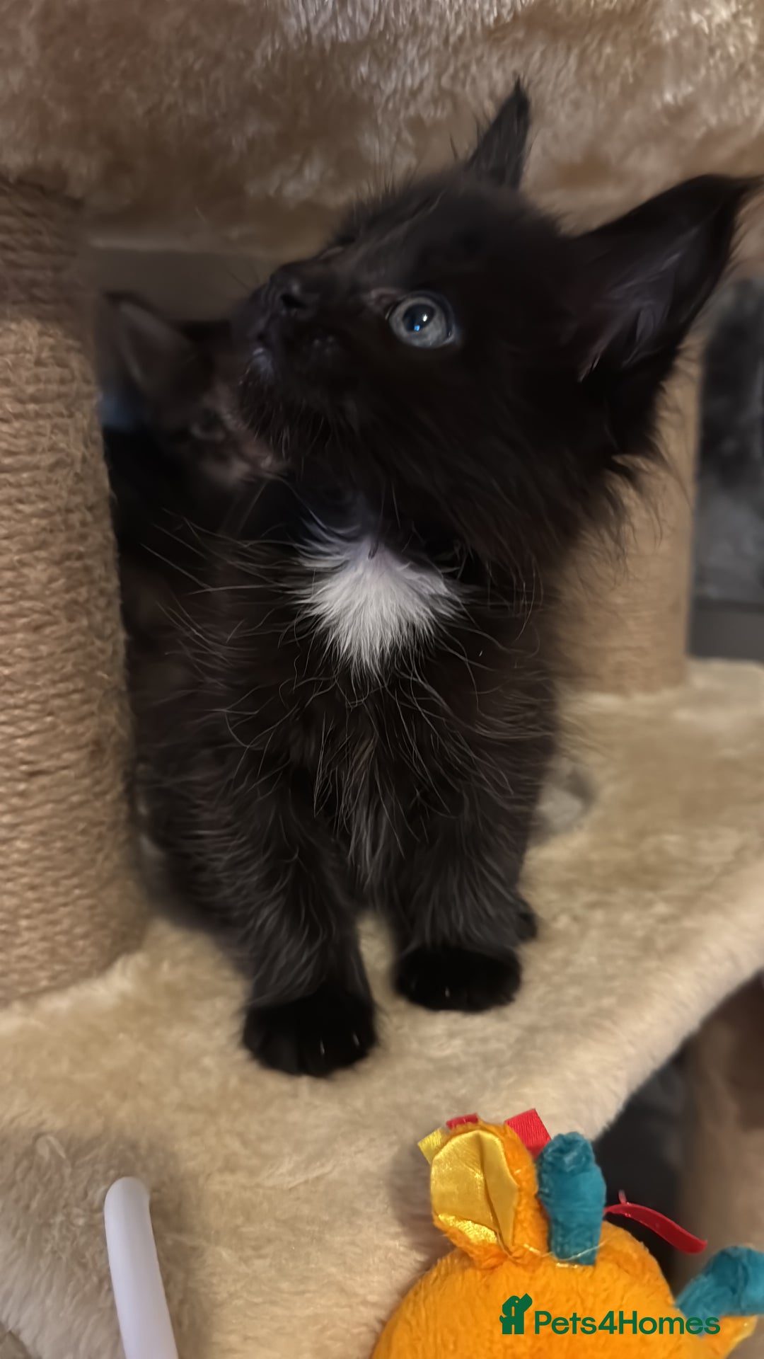 Maine Coon cats for sale: Purr Machines Ready Now - GCCF Reg Maine Coons - Image 28