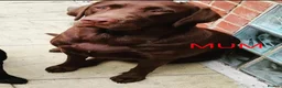 Labrador Retriever dogs for sale: STUNNING KC REG CHAMPION BLOODLINE PUPPIES 🏆🍫 - Advert 3