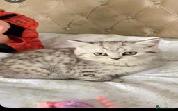 British Shorthair cats for sale: Pedigree silver spotted kittens - Image 5