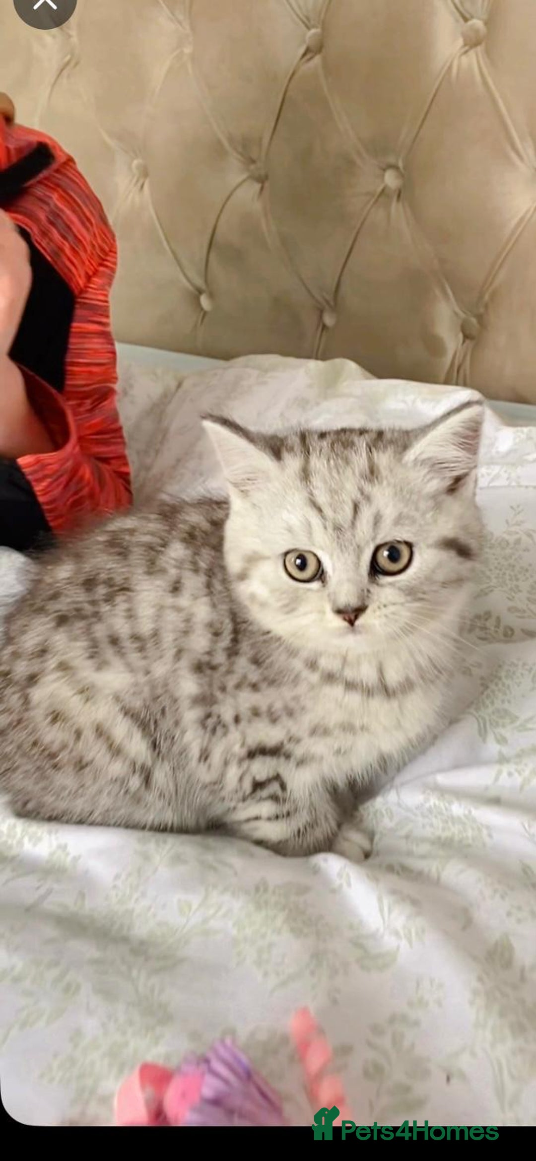 British Shorthair cats for sale: Pedigree silver spotted kittens - Image 5